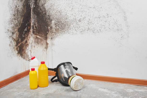 Best Mold Testing  in Cannon Beach, OR