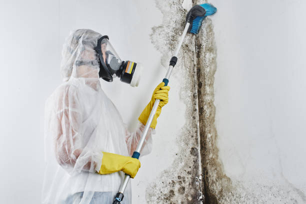 Best Certified Mold Removal  in Cannon Beach, OR