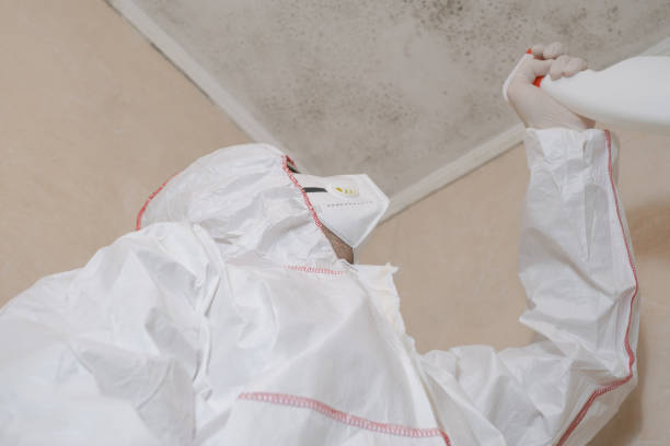 Mold Removal Process in Cannon Beach, OR