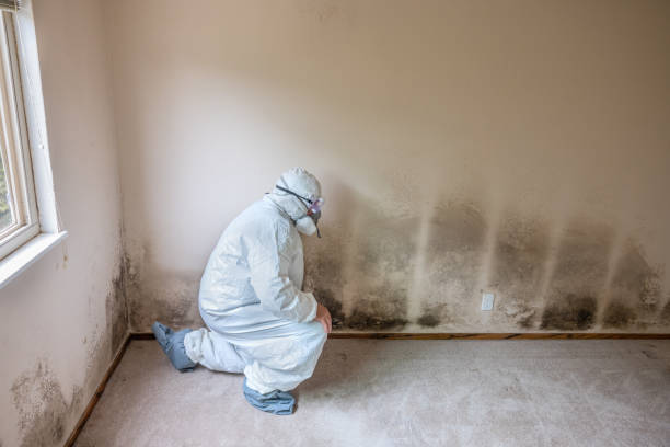 Best Mold Damage Repair  in Cannon Beach, OR