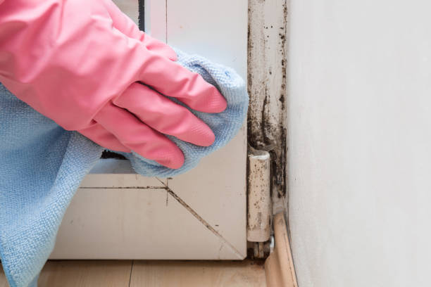 Mold Removal and Inspection in Cannon Beach, OR