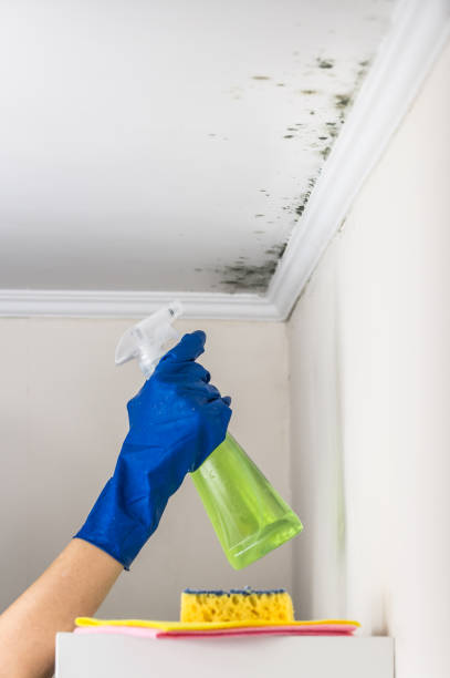 Best Residential Mold Removal  in Cannon Beach, OR