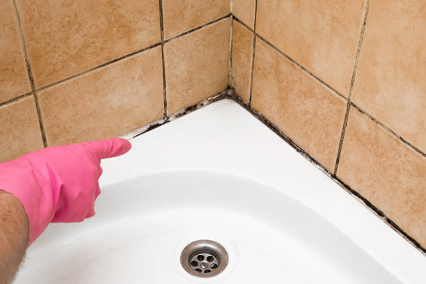 Best Same-Day Mold Removal  in Cannon Beach, OR
